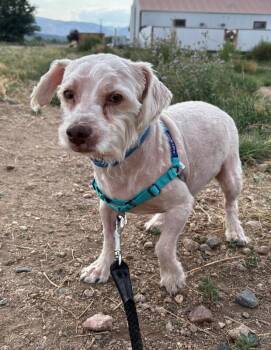 Bologna -  Miniature Poodle and Mixed Breed Dog for Adoption in Fort Collins, Colorado - Bologna | PetCurious