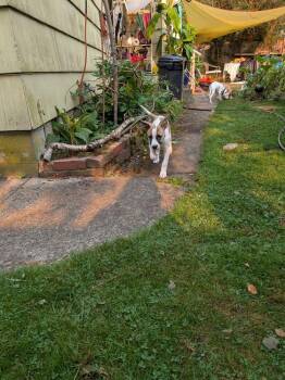 Bella -  Terrier Dog for Adoption - Bella | PetCurious