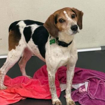 Dawg - Chino Hills Location -  Beagle Dog for Adoption in Chino Hills, California - Dawg - Chino Hills Location | PetCurious