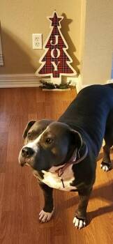 REMI -  Pit Bull Terrier Dog for Adoption in Richmond, Texas - REMI | PetCurious