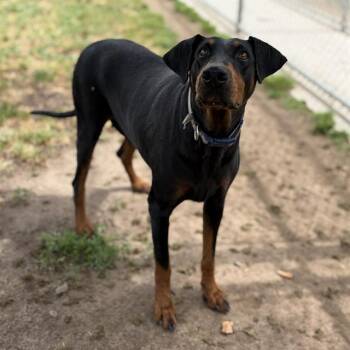 Doberman Pinscher Dogs Available for Adoption in Modesto, California - DARLA | PetCurious