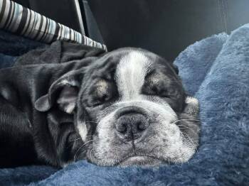 Zelda -  English Bulldog Dog for Adoption in West Caldwell, New Jersey - Zelda | PetCurious