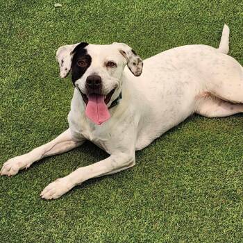 Rescue Mixed Breed Dogs for Adoption in Las Cruces, New Mexico - Marcie | PetCurious