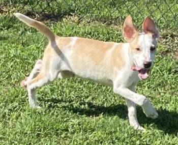 Dew -  Labrador Retriever and Terrier Dog for Adoption in Conway, South Carolina - Dew | PetCurious
