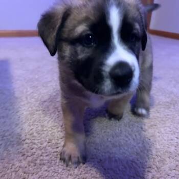 Rescue Mixed Breed Dogs for Adoption in Buffalo, Minnesota - Brownie | PetCurious