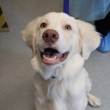Yuki -  Great Pyrenees Dog for Adoption in Briarcliff Manor, New York - Yuki | PetCurious