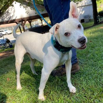Snowflake -  Mixed Breed Dog for Adoption in Greensboro, North Carolina - Snowflake | PetCurious