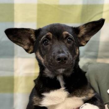 German Shepherd Dog Dogs Available for Adoption in Sacramento, California - Jovie | PetCurious