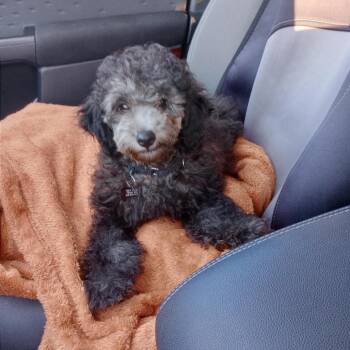 Buttons -  Miniature Poodle Dog for Adoption in Sinking Spring, Pennsylvania - Buttons | PetCurious