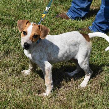Rescue Mixed Breed Dogs for Adoption in Searcy, Arkansas - Ravioli | PetCurious
