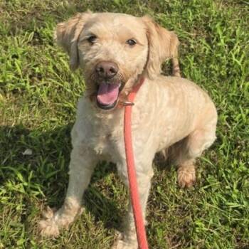 Ricola -  Miniature Poodle Dog for Adoption in Philadelphia, Pennsylvania - Ricola | PetCurious
