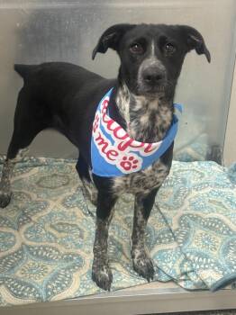 Lola S. -  Australian Cattle Dog Blue Heeler Dog for Adoption in Little Rock, Arkansas - Lola S. | PetCurious