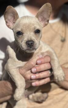 PIXIE -  French Bulldog and Chihuahua Dog for Adoption in Los Angeles, California - PIXIE | PetCurious