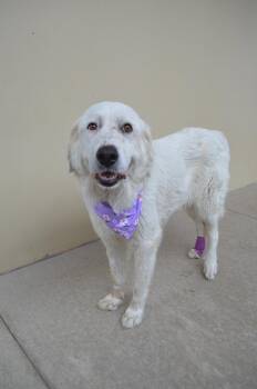 Ellie -  Great Pyrenees Dog for Adoption in Mckinney, Texas - Ellie | PetCurious
