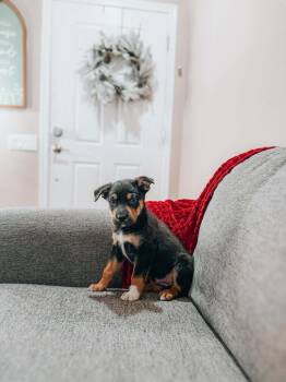 Australian Cattle Dog Blue Heeler Dogs Available for Adoption - Teddy | PetCurious