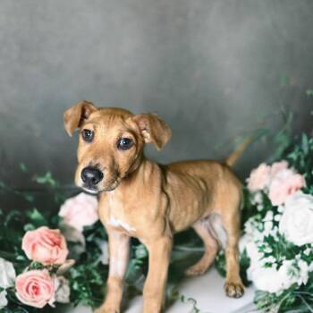 American Staffordshire Terrier and Labrador Retriever Dogs Available for Adoption in San Antonio, Texas - Doc | PetCurious
