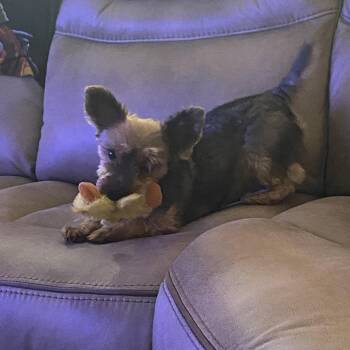 Rhino fka Splash -  Yorkshire Terrier Dog for Adoption in Columbia, Missouri - Rhino Fka Splash | PetCurious