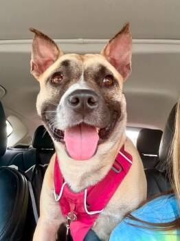 Polly -  Terrier Dog for Adoption in Charlotte, North Carolina - Polly | PetCurious