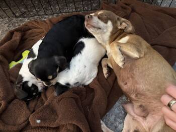 Chihuahua Dogs Available for Adoption - Sally Ride | PetCurious