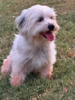 Fiona -  Havanese Dog for Adoption in Shawnee, Oklahoma - Fiona | PetCurious