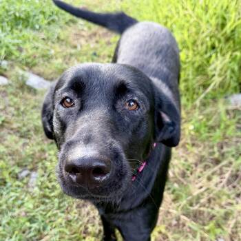 Haven -  Black Labrador Retriever Dog for Adoption in Tampa, Florida - Haven | PetCurious