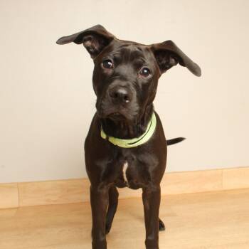 Bailey D71207 -  Black Labrador Retriever and Pit Bull Terrier Dog for Adoption in Minnetonka, Minnesota - Bailey D71207 | PetCurious