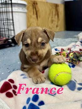 France -  German Shepherd Dog and Mixed Breed Dog for Adoption in Elizabeth, Colorado - France | PetCurious