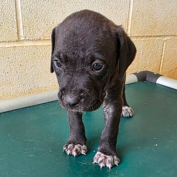 Rescue Mixed Breed Dogs for Adoption in Loxahatchee Groves, Florida - Reaper 4709 | PetCurious