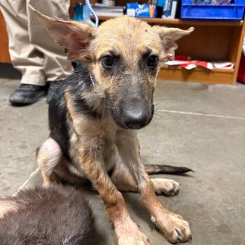 Stimpy -  German Shepherd Dog Dog for Adoption in Yuma, Arizona - Stimpy | PetCurious