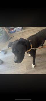 Lynn stray pit -  Pit Bull Terrier Dog for Adoption in Winchester, Indiana - Lynn Stray Pit | PetCurious