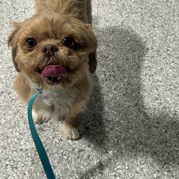 Shih Tzu Dogs Available for Adoption in Antwerp, Ohio - Annie  | PetCurious