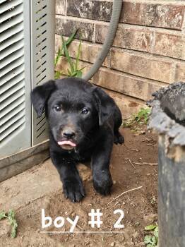 Fin -  Australian Cattle Dog Blue Heeler and Black Labrador Retriever Dog Available for Adoption in Cleveland, Oklahoma - Fin | PetCurious