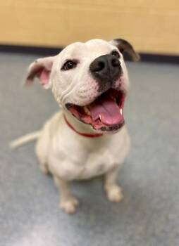 Roodie-Lu -  Pit Bull Terrier and Mixed Breed Dog for Adoption in Westland, Michigan - Roodie-Lu | PetCurious
