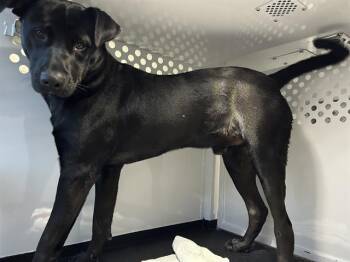 Labrador Retriever and Mixed Breed Dogs Available for Adoption - BEAR | PetCurious