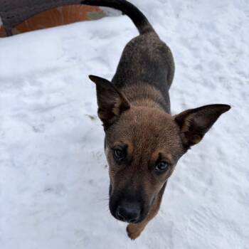 Mixed Breed Dogs Available for Adoption - Roscoe | PetCurious