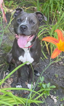 Rescue American Staffordshire Terrier and Golden Retriever Dogs for Adoption in Deering, New Hampshire - MAX | PetCurious