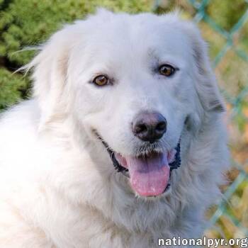 Lorelai in CT - Friends With Everyone -  Great Pyrenees Dog for Adoption in Beacon, New York - Lorelai In CT - Friends With Everyone | PetCurious