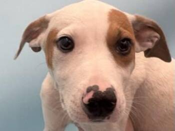 Steve -  Australian Kelpie and Mixed Breed Dog for Adoption in Golden Valley, Minnesota - Steve | PetCurious