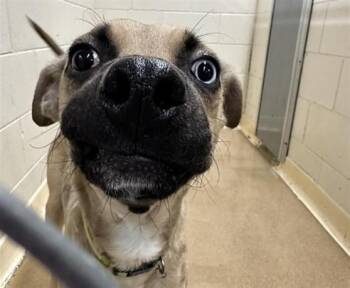 SKY -  Black Mouth Cur and Mixed Breed Dog for Adoption in Anchorage, Alaska - SKY | PetCurious