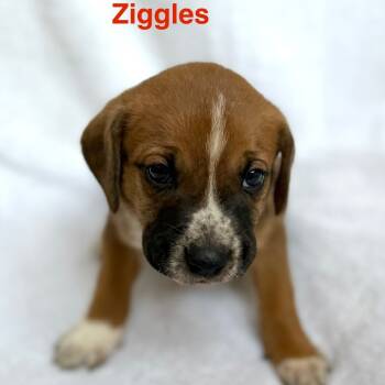 Rescue Boxer Dogs for Adoption in Fairfax Station, Virginia - Ziggles-red | PetCurious