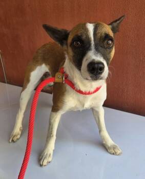 Rescue Parson Russell Terrier and Mixed Breed Dogs for Adoption in Malvern, Pennsylvania - Lilah | PetCurious