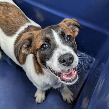 Mystic -  Mixed Breed Dog for Adoption in New York, New York - Mystic | PetCurious