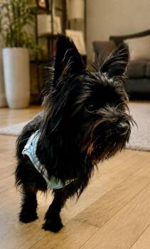 Marcus -  Yorkshire Terrier and Cairn Terrier Dog for Adoption in Tifton, Georgia - Marcus | PetCurious