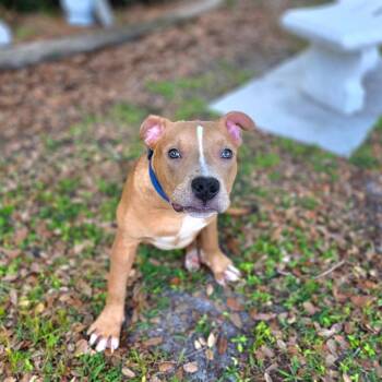 Mixed Breed Dogs Available for Adoption in Port Charlotte, Florida - Kush | PetCurious
