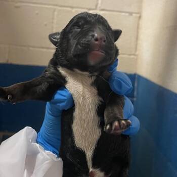 Belgian Shepherd Malinois Dogs Available for Adoption in Edinburg, Texas - Lil Nibble 8 | PetCurious