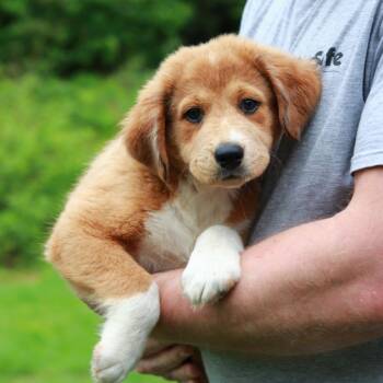 Australian Shepherd and Mixed Breed Dogs Available for Adoption in Stormville, New York - CT Bubblicious | PetCurious