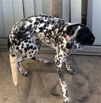 Mixed Breed Dogs Available for Adoption in Dallas, Texas - KALI | PetCurious