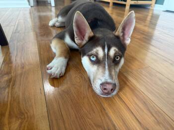 Husky and Pit Bull Terrier Dogs Available for Adoption - Apollo | PetCurious