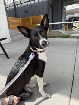 Rox #1 -  Labrador Retriever and Australian Cattle Dog Blue Heeler Dog Available for Adoption in Denver, Colorado - Rox #1 | PetCurious