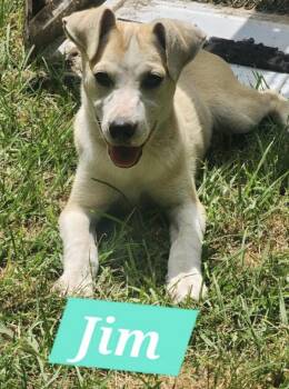 Mixed Breed Dogs Available for Adoption in Rock Hill, New York - Jim | PetCurious
